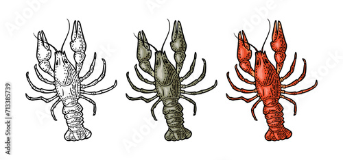 Crayfish isolated on white background. Vector color vintage engraving