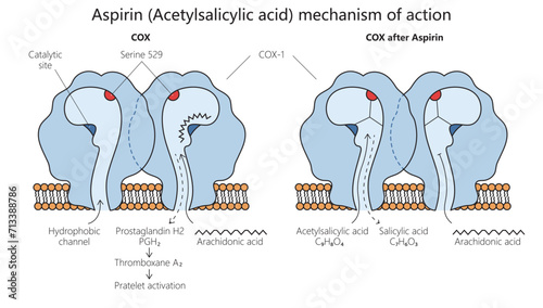 acetylsalicylic acid aspirin mechanism of action diagram hand drawn schematic vector illustration. Medical science educational illustration photo