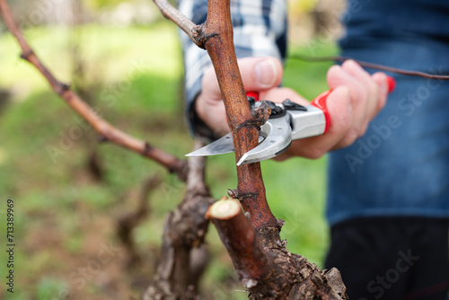 Vine grower pruning the vineyard with professional steel scissors. Traditional agriculture. Winter pruning.  photo