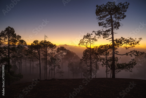 sunset in the forest with fog