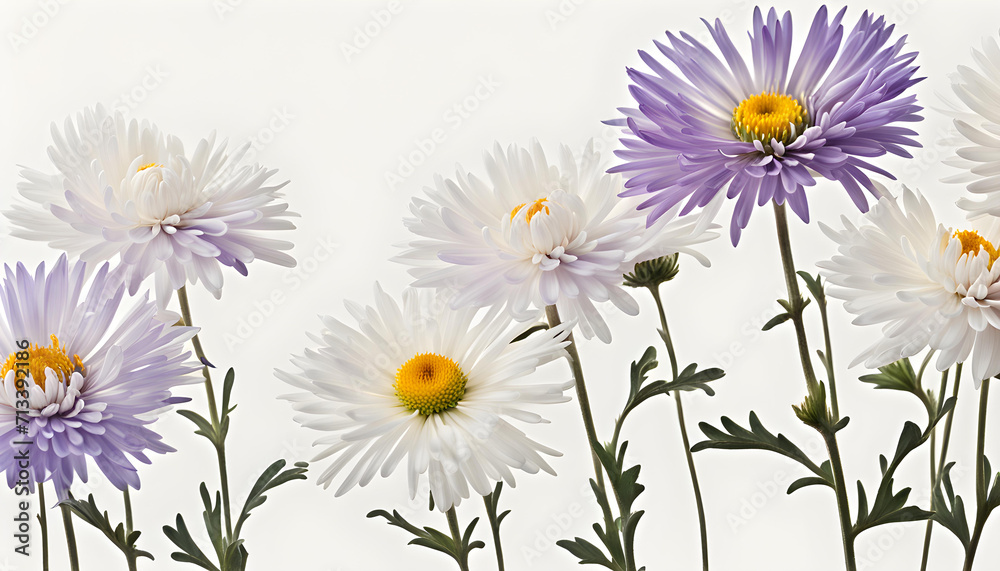 The Symbolism of the Aster Flowers The Symbolism of the Aster Flowers