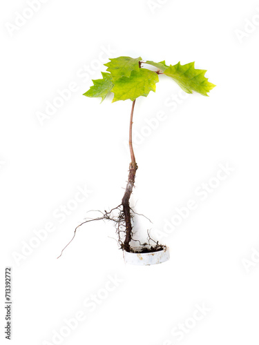 Oak bonsai in a plastic cover. © Mark Markau