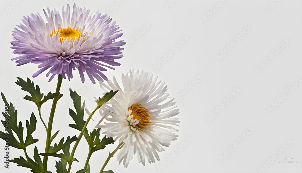 Fototapeta premium The symbolism of the aster flowers