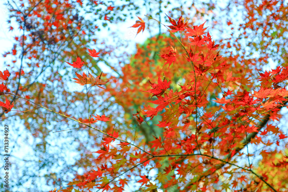 朝日を浴びる曾木公園の紅葉