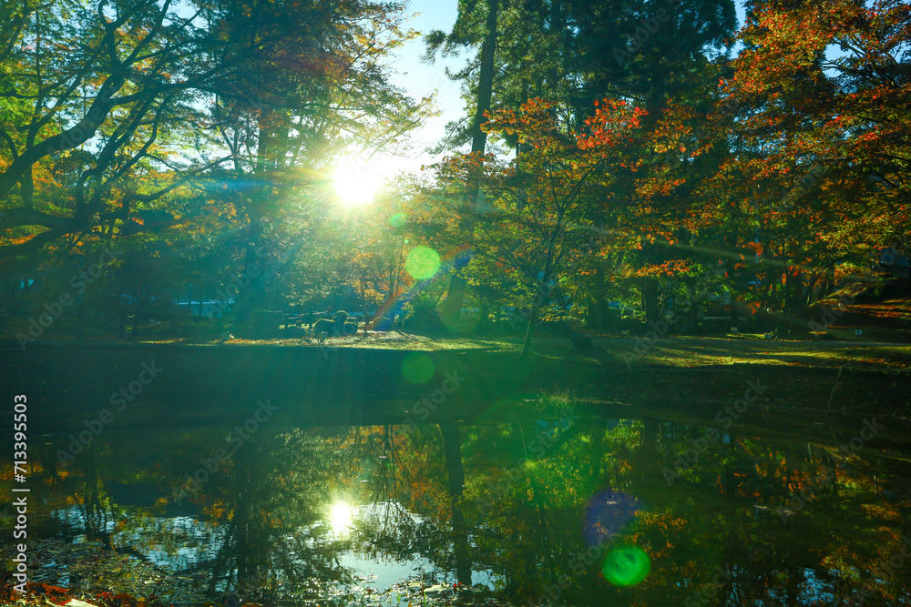 朝日を浴びる曾木公園の紅葉 朝日を浴びる曾木公園の紅葉