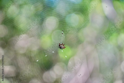 Spiny-backed Orb-weaver (Gasteracantha cancriformis)
