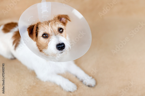 Face of a healthy cute recovering dog as wearing funnel collar Fototapet