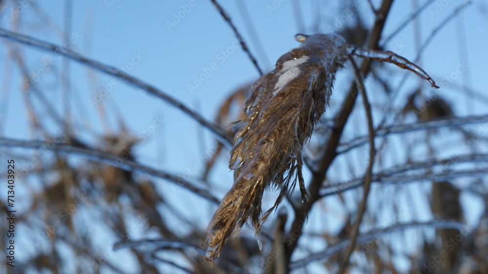Obraz premium A close-up view of grass or plants covered in ice, giving them a crystalline appearance. The icy covering on the plants reflects light, illuminating the scene with a golden hue