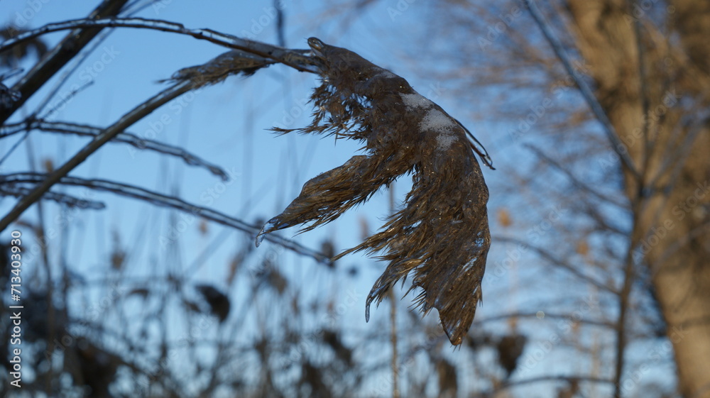 Fototapeta premium A close-up view of grass or plants covered in ice, giving them a crystalline appearance. The icy covering on the plants reflects light, illuminating the scene with a golden hue