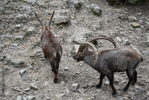 Capricorn couple in courtship behavior in the mountains