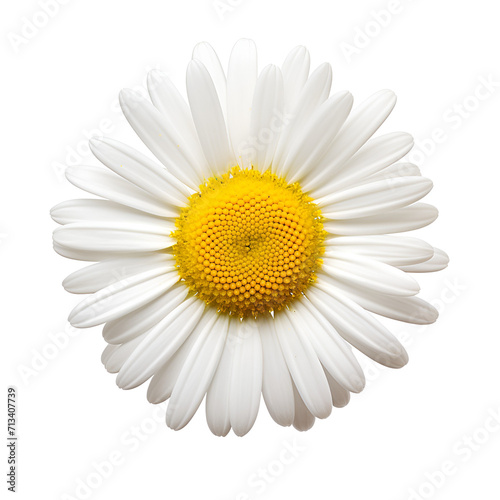 Flower Blossom Close Up: White Common Daisy, Isolated on Transparent Background, PNG © Giu Studios