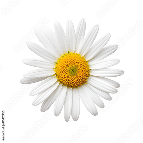 A White Flower’s Blossom Close Up: Common Daisy, Isolated on Transparent Background, PNG © Giu Studios
