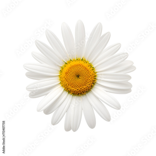 Close up of a Common White Daisy Flower Blossom, Isolated on Transparent Background, PNG © Giu Studios
