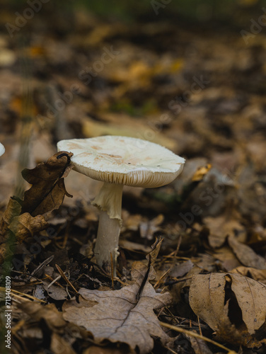 mushrooms in the forest in autumn