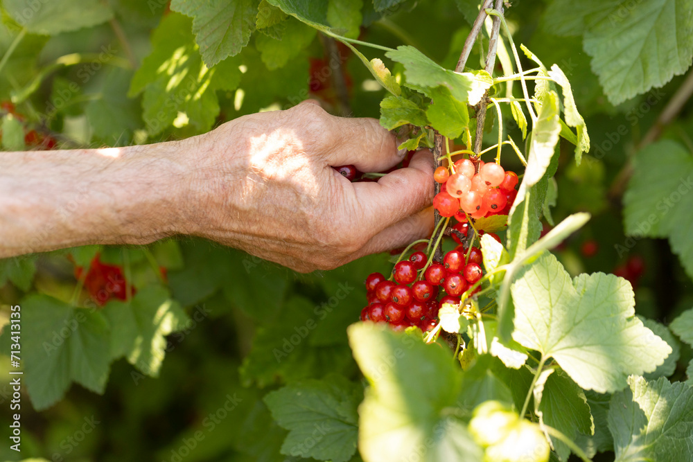 Closeup of red currant berries being picked by hands with bright light during summer Closeup of red currant berries being picked by hands with bright light during summer