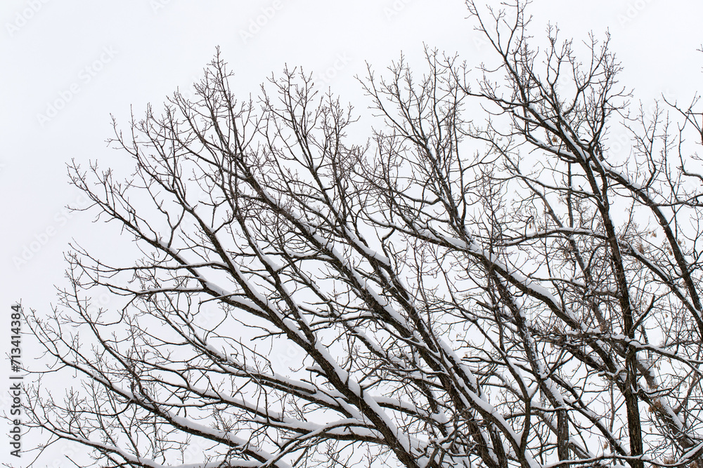 Snow on trees in park in winter against sky