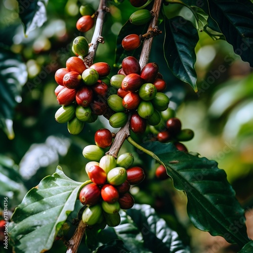Obraz na płótnie Coffee beans on a tree from ethiopia beautiful image Ai generated art w salonie