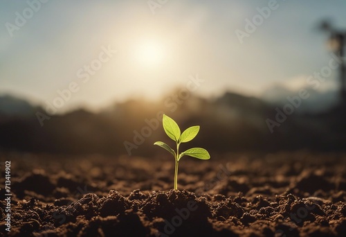 The seedling are growing from the rich soil to the morning sunlight that is shining 