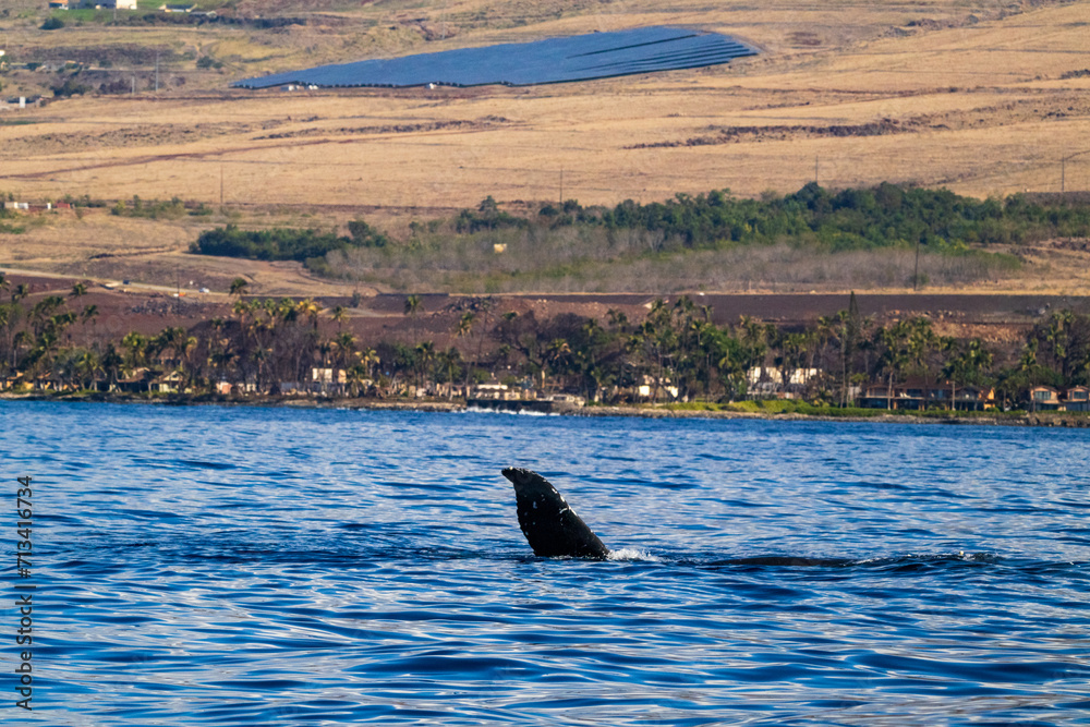 Fototapeta premium Whale splashing in front of Hawaiian Island