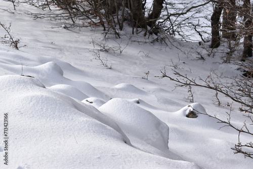 snow-covered trees in winter, slow blizard