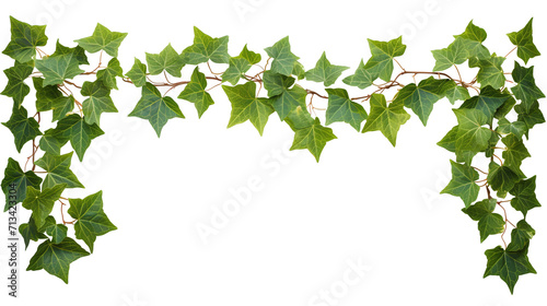 green ivy leaves frame isolated against transparent background