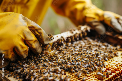The Art of Beekeeping: Honey Extraction © Andrii 