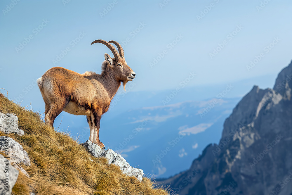 Fototapeta premium A majestic ibex gazes over a vast valley, representing wilderness, survival, and natural beauty.