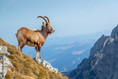 A majestic ibex gazes over a vast valley, representing wilderness, survival, and natural beauty.