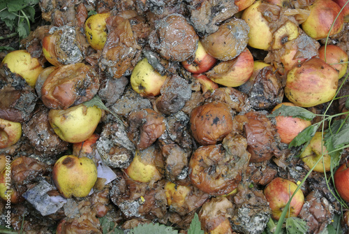 faules obst photo