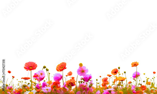 Beautiful blooming spring flowers