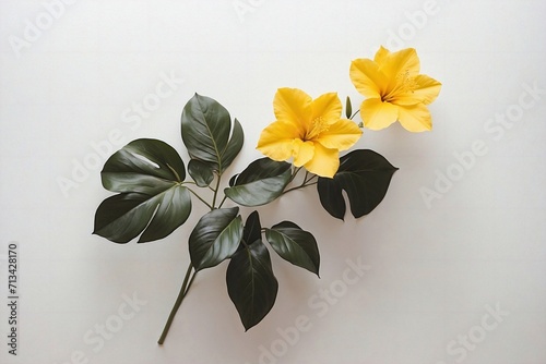 tropical yellow flowers on white background with copy space