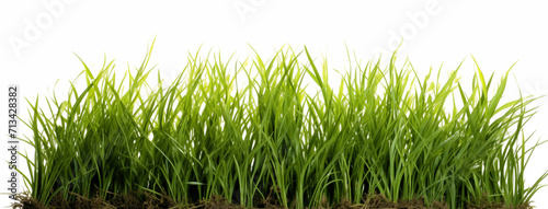 green grass meadow against a white background