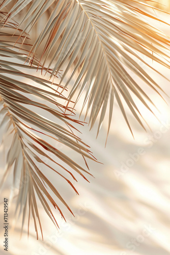 sun-bleached palm leaves