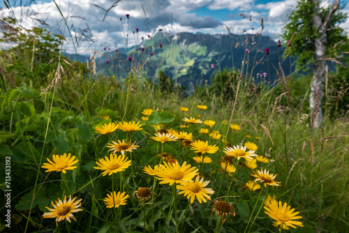 Photography Yellow alpine flowers on the green meadow