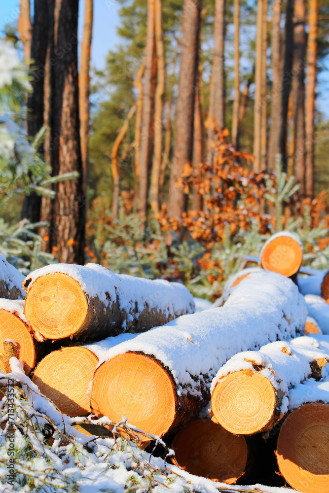 Fototapeta premium Timber in snowy forest. Firewood is a sustainable source of energy. Forestry in winter.