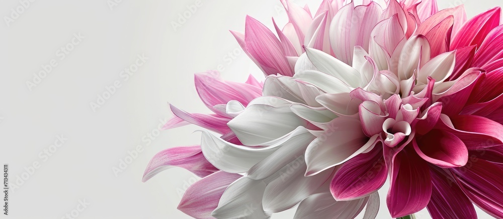 gradient white and pink flower. Copy space image. Place for adding text gradient white and pink flower. Copy space image. Place for adding text