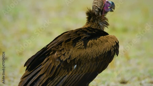 Full body close up of a lappet-faced vulture or Nubian vulture (Torgos tracheliotos ) feeding on a dead antelope. photo