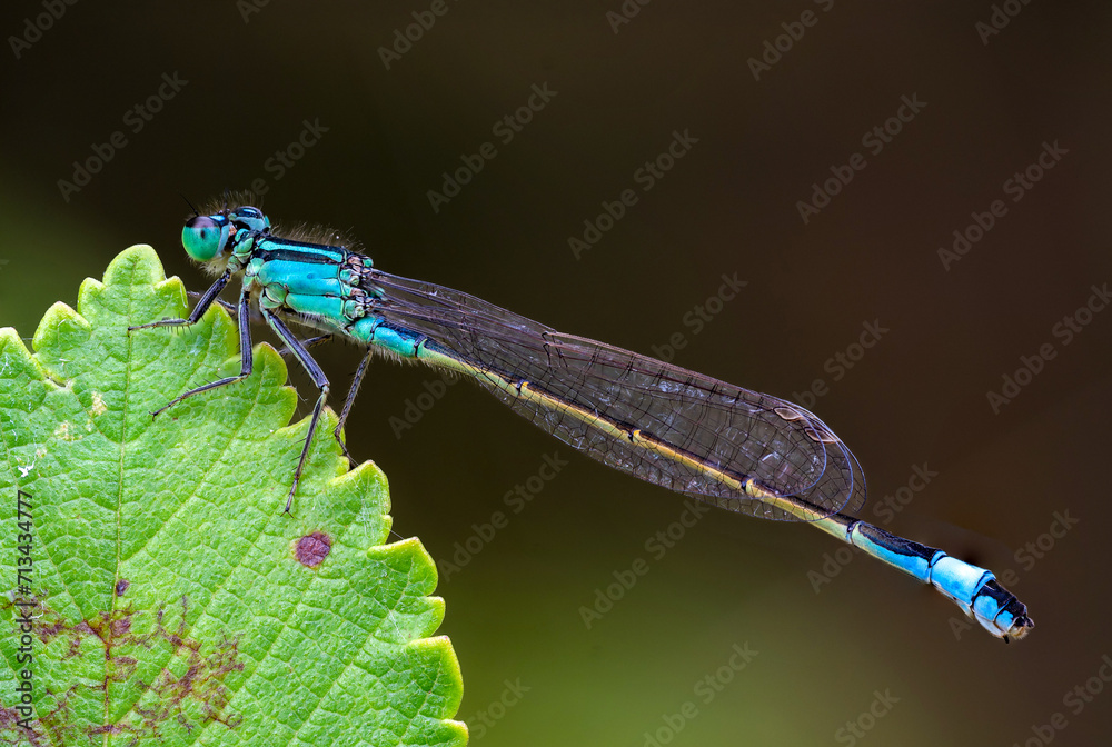 Macro shot of a dragonfly on a leaf Macro shot of a dragonfly on a leaf