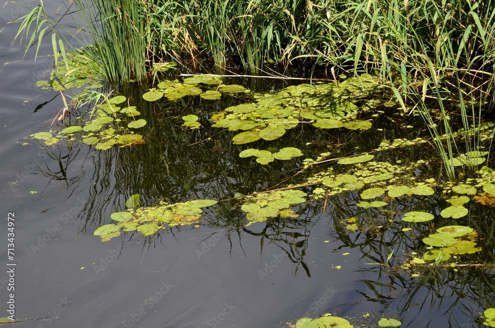 Summ Summer, green reeds, water, sun, lakeer, green reeds, water, sun, lake Summ Summer, green reeds, water, sun, lakeer, green reeds, water, sun, lake