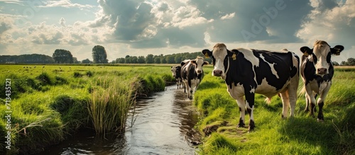 Black pied cows stand in a large meadow next to a ditch in a Dutch polder It is a cloudy day at the beginning of spring The cows have only been outside for a short time. Copy space image photo