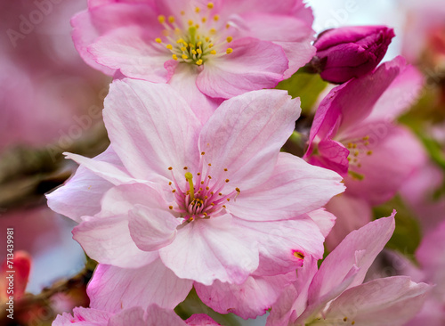 Macro shot of pink cherry blossom in spring © VasilAndreev Photo