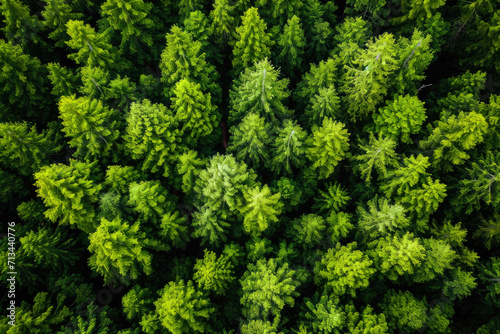 Imagen de un bosque creciendo saludablemente después de una iniciativa de reforestación, Generado con IA