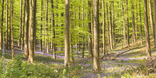 forest in spring, Hallerbos, Hallerforest