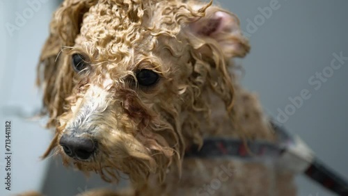 A toy poodle dog is washed in a bathtub in an animal grooming salon.