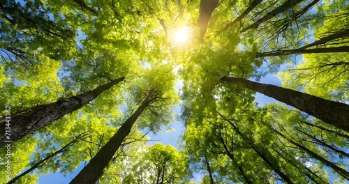 Looking up Green forest. Trees with green Leaves, blue sky and sun light. Bottom view photo