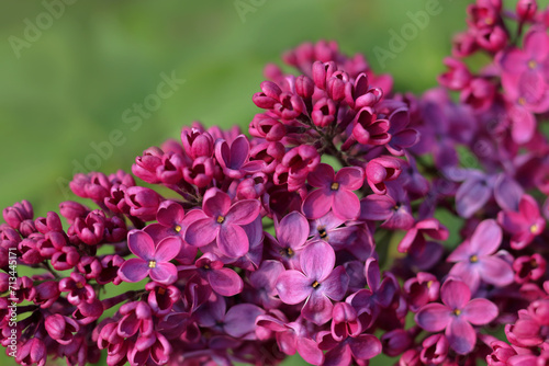 Pink lilac blossoms in spring on the bush. Beautiful floral nature wallpaper in the green garden. Purple lilac flowers. Summer background. Bright fresh purple lilac branches with green leaves. 