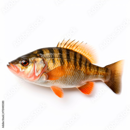 Predatory striped perch fish Perca fluviatilis isolated on white close-up 