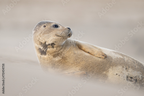 Close up portrait of very cute Harbor Seal (Phoca vitulina) in natural environment on the beach of The Netherlands. Wildlife. © Tim