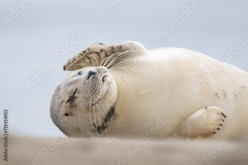 Fototapeta Naklejka Na Ścianę i Meble -  Close up portrait of very cute Harbor Seal (Phoca vitulina) in natural environment on the beach of The Netherlands. Wildlife.