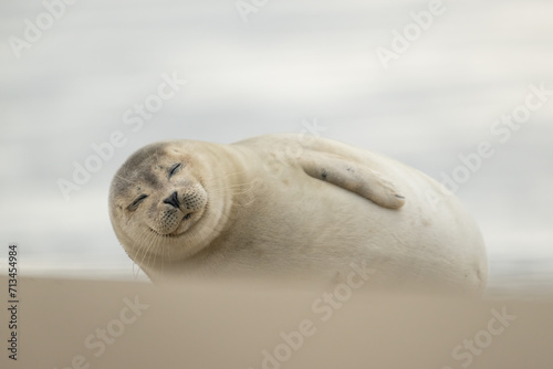 Harbor Seal (Phoca vitulina) in natural environment on the beach of The Netherlands. Wildlife.